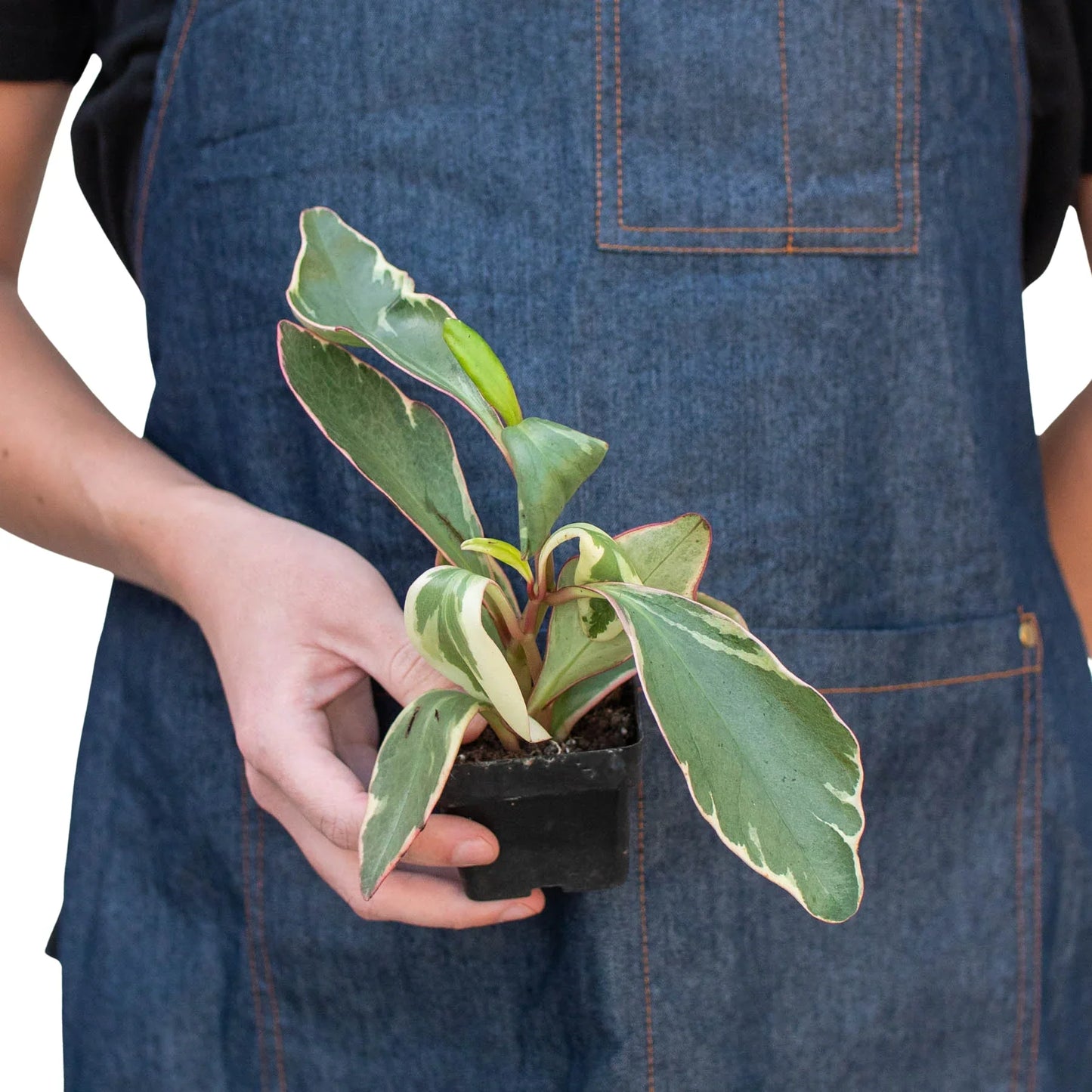 Peperomia 'Ginny' | Cactus Clint