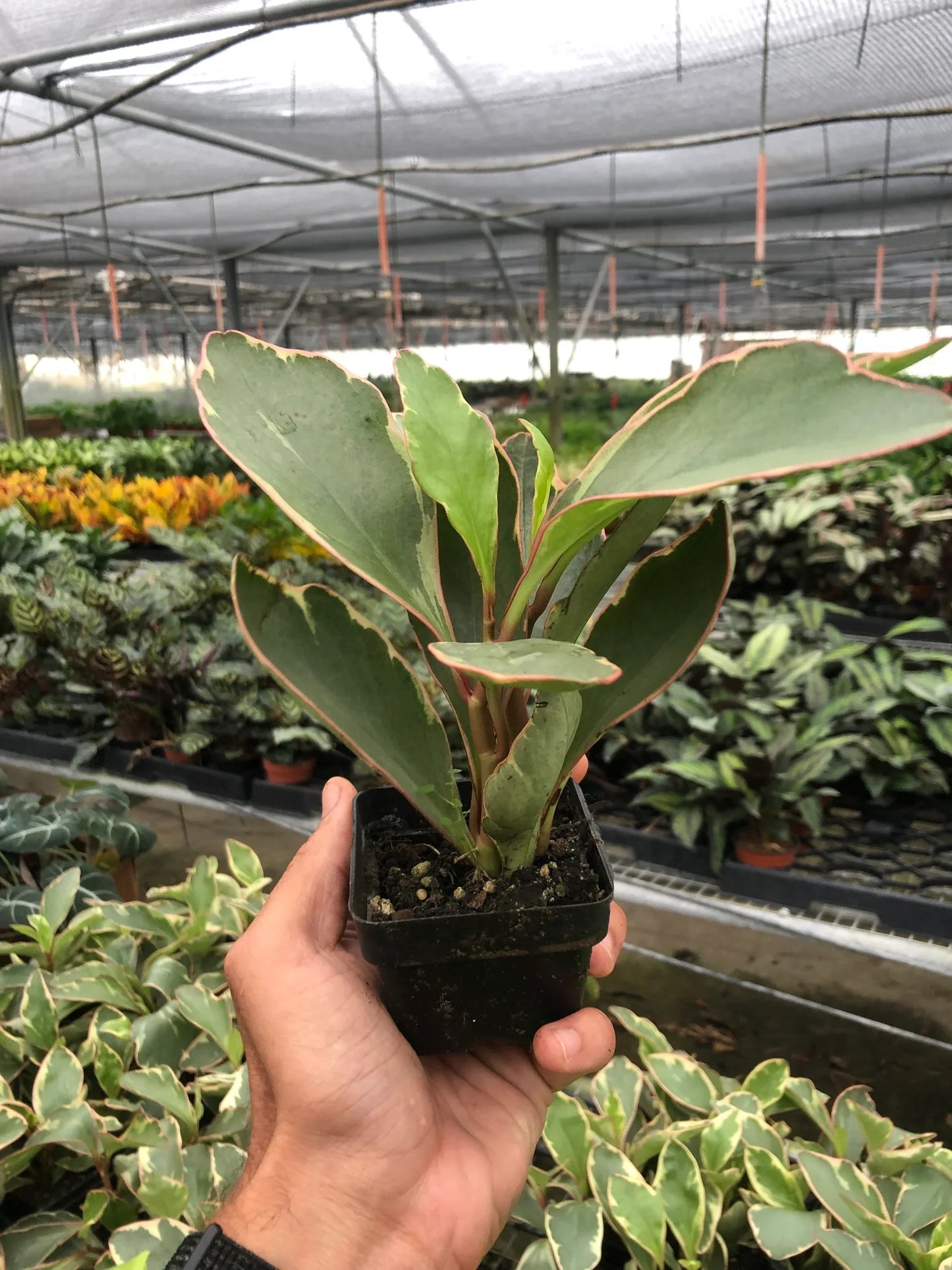 Peperomia 'Ginny' | Cactus Clint