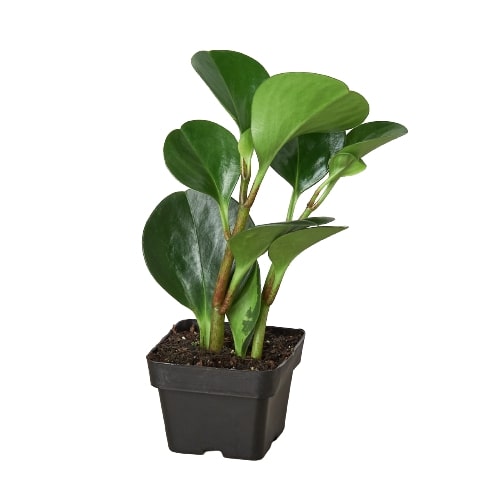 Peperomia Thailand | Cactus Clint