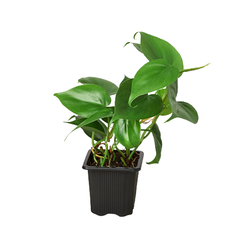 Philodendron Cordatum Heartleaf | Cactus Clint
