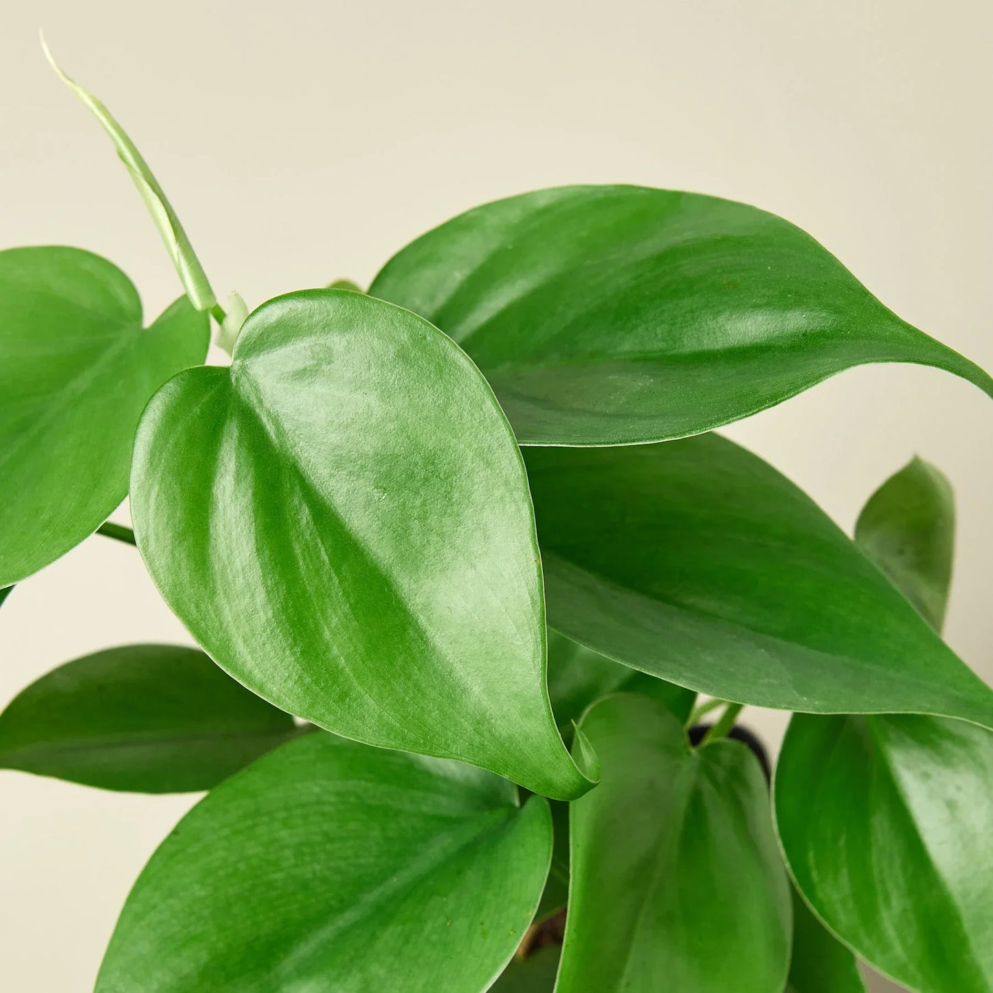 Philodendron Cordatum Heartleaf | Cactus Clint
