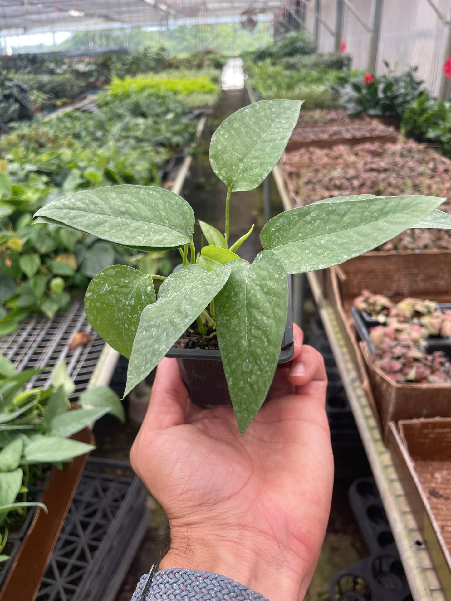 Pothos 'Cebu Blue' | Cactus Clint
