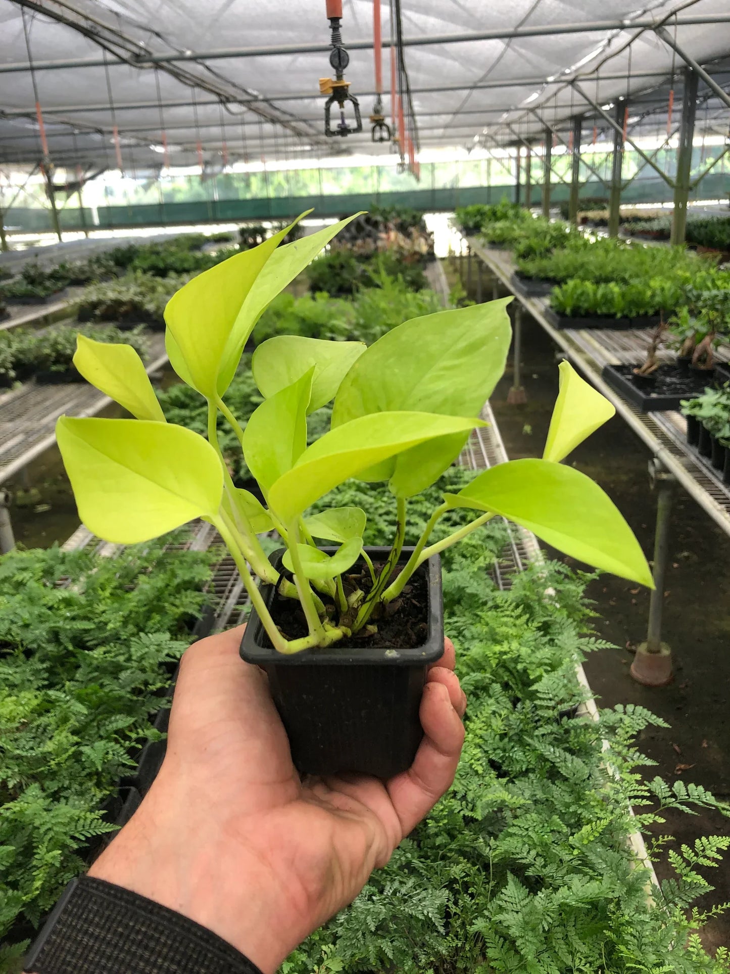 Pothos 'Neon' | Cactus Clint