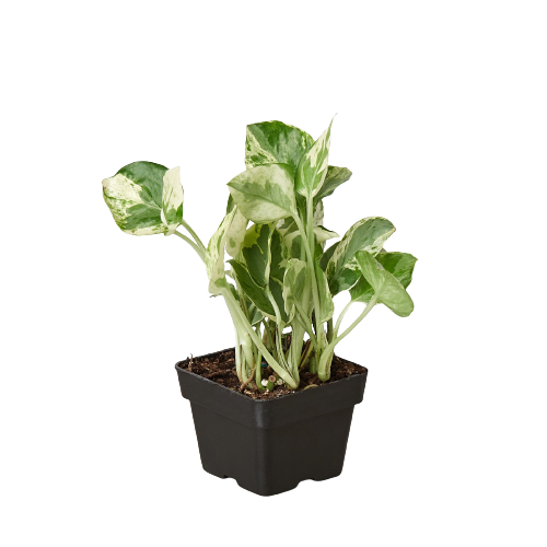 Pothos 'N'joy' | Cactus Clint