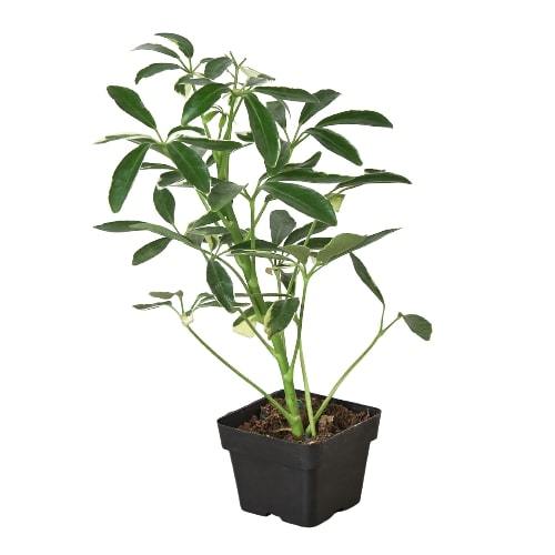 Schefflera Moonlight 'Umbrella Plant' | Cactus Clint