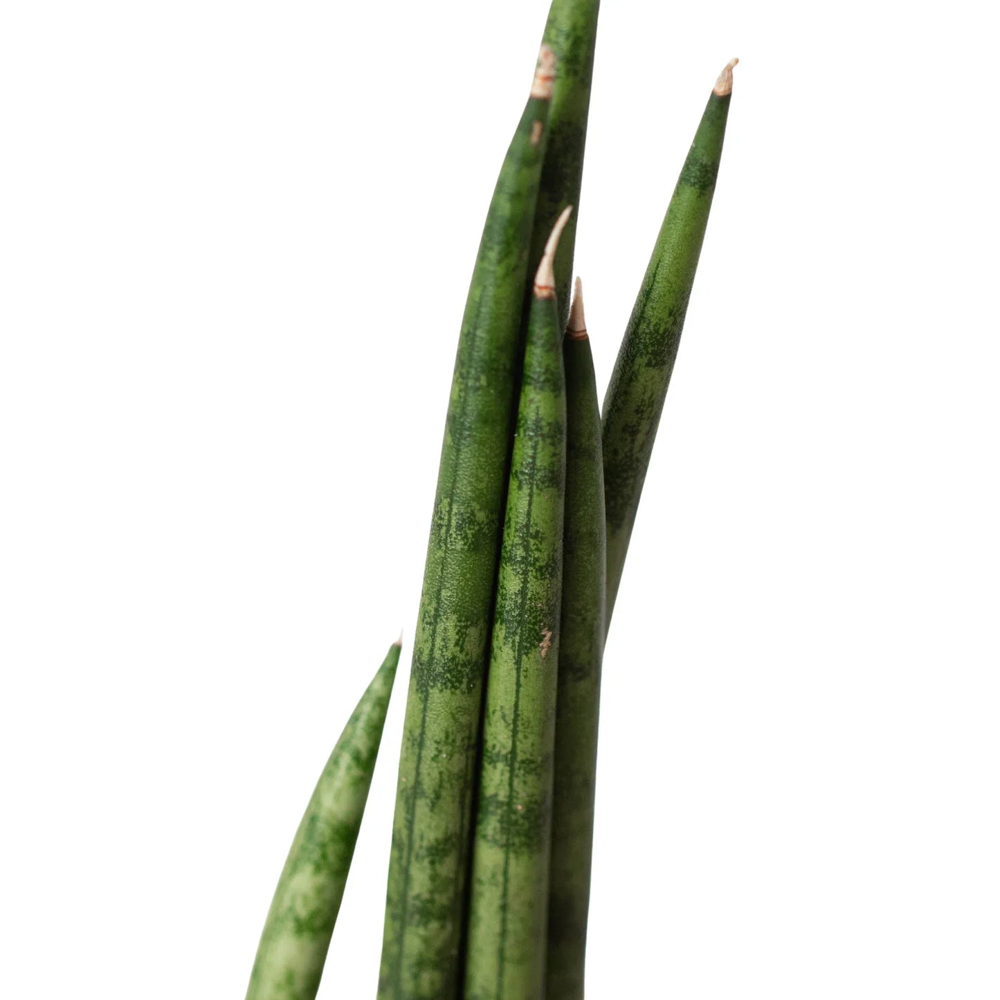 Snake Plant Cylindrica | Cactus Clint