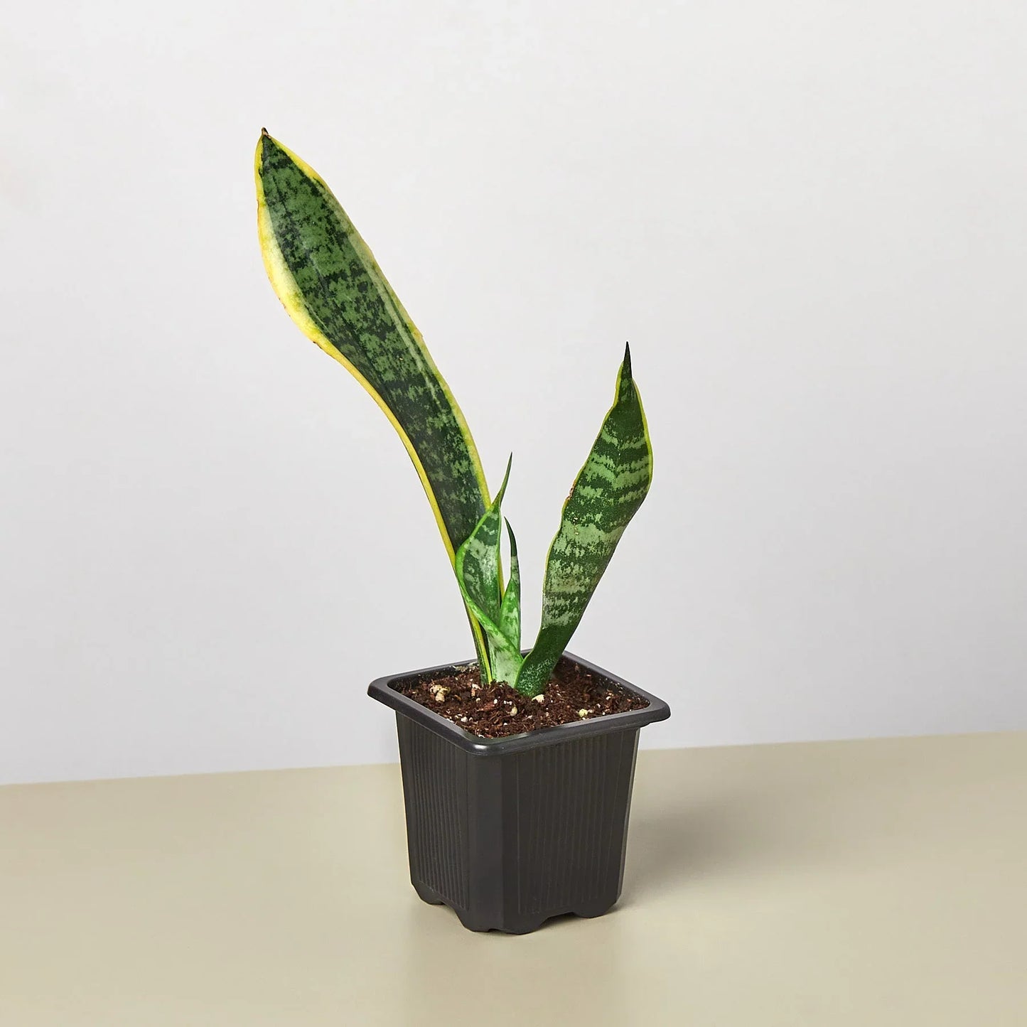 Snake Plant Laurentii | Cactus Clint