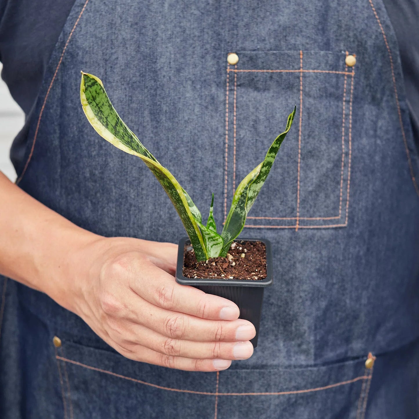 Snake Plant Laurentii | Cactus Clint