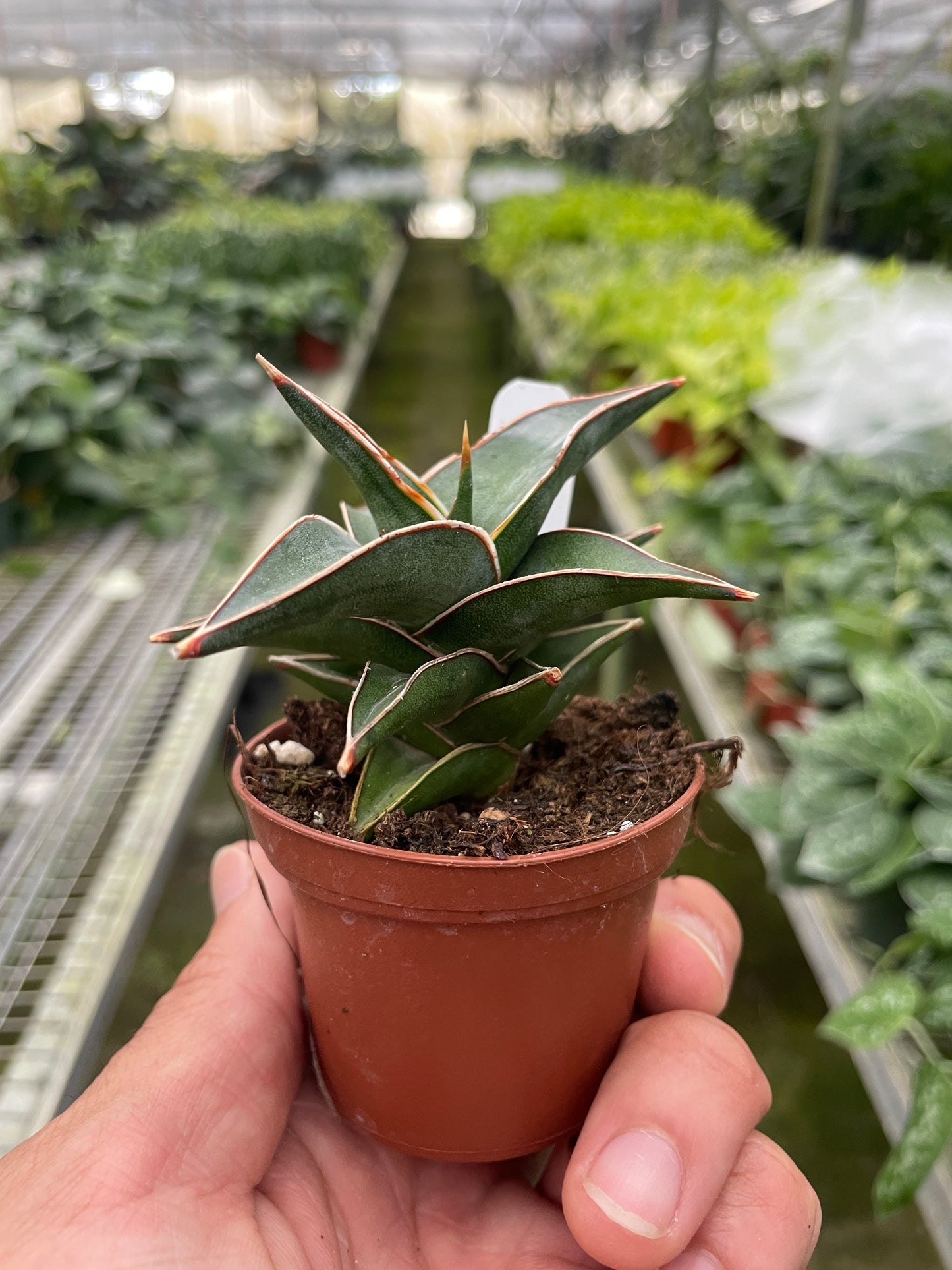 Snake 'Lavranos' | Cactus Clint