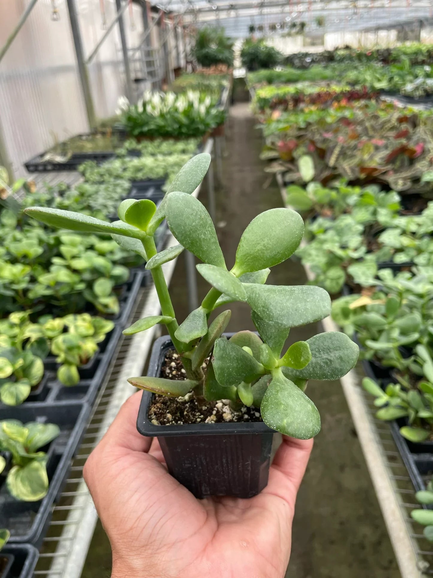 Succulent Crassula 'Jade' | Cactus Clint