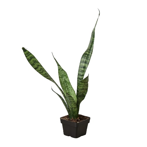 Snake Plant 'Zeylanica' | Cactus Clint