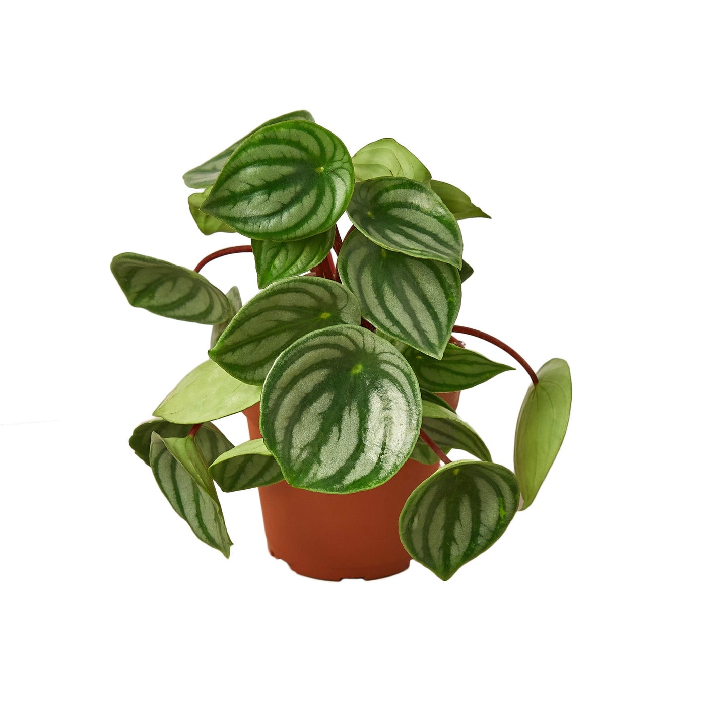 Peperomia Watermelon | Cactus Clint