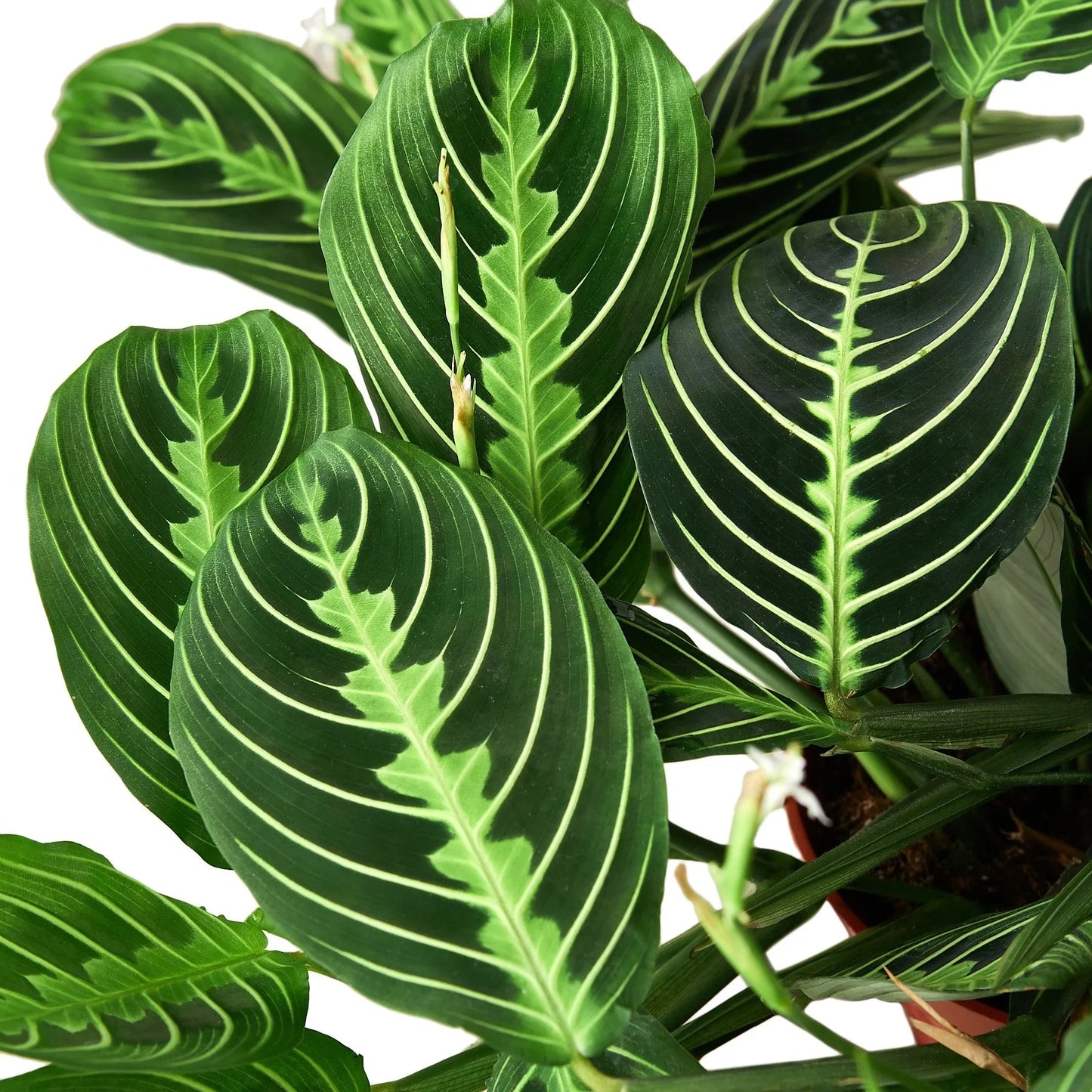 Maranta 'Lemon Lime' | Cactus Clint