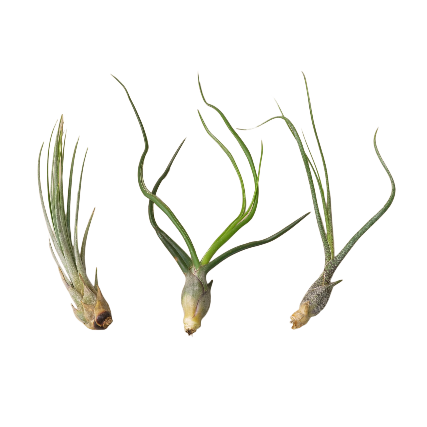 Air Plant Monthly Subscription Box | Cactus Clint