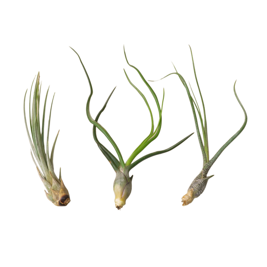 Air Plant Monthly Subscription Box | Cactus Clint