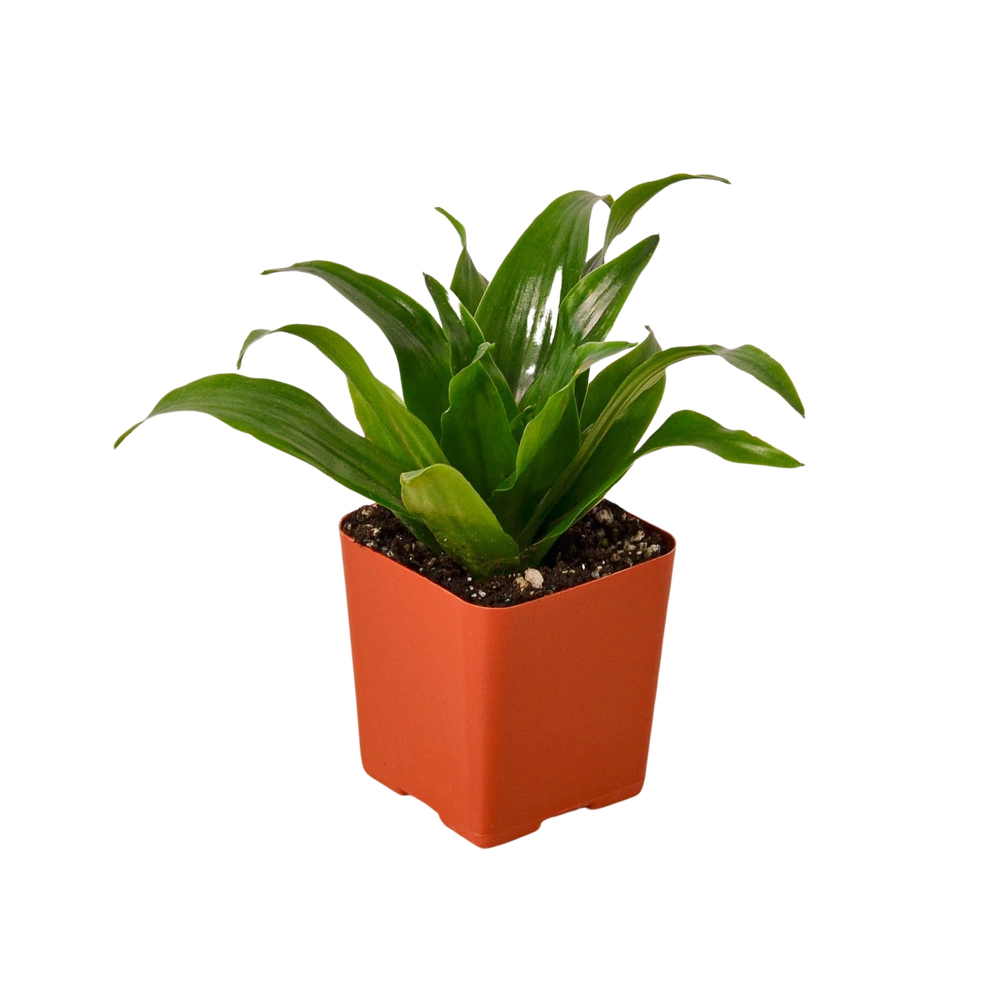 3" Tropical Plant Variety Bundle | Cactus Clint