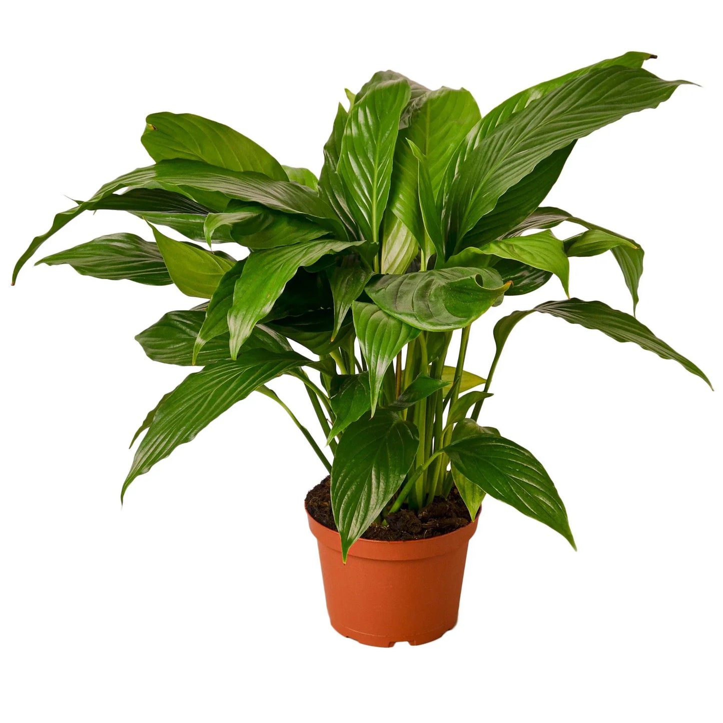 Spathiphyllum 'Peace Lily' | Cactus Clint