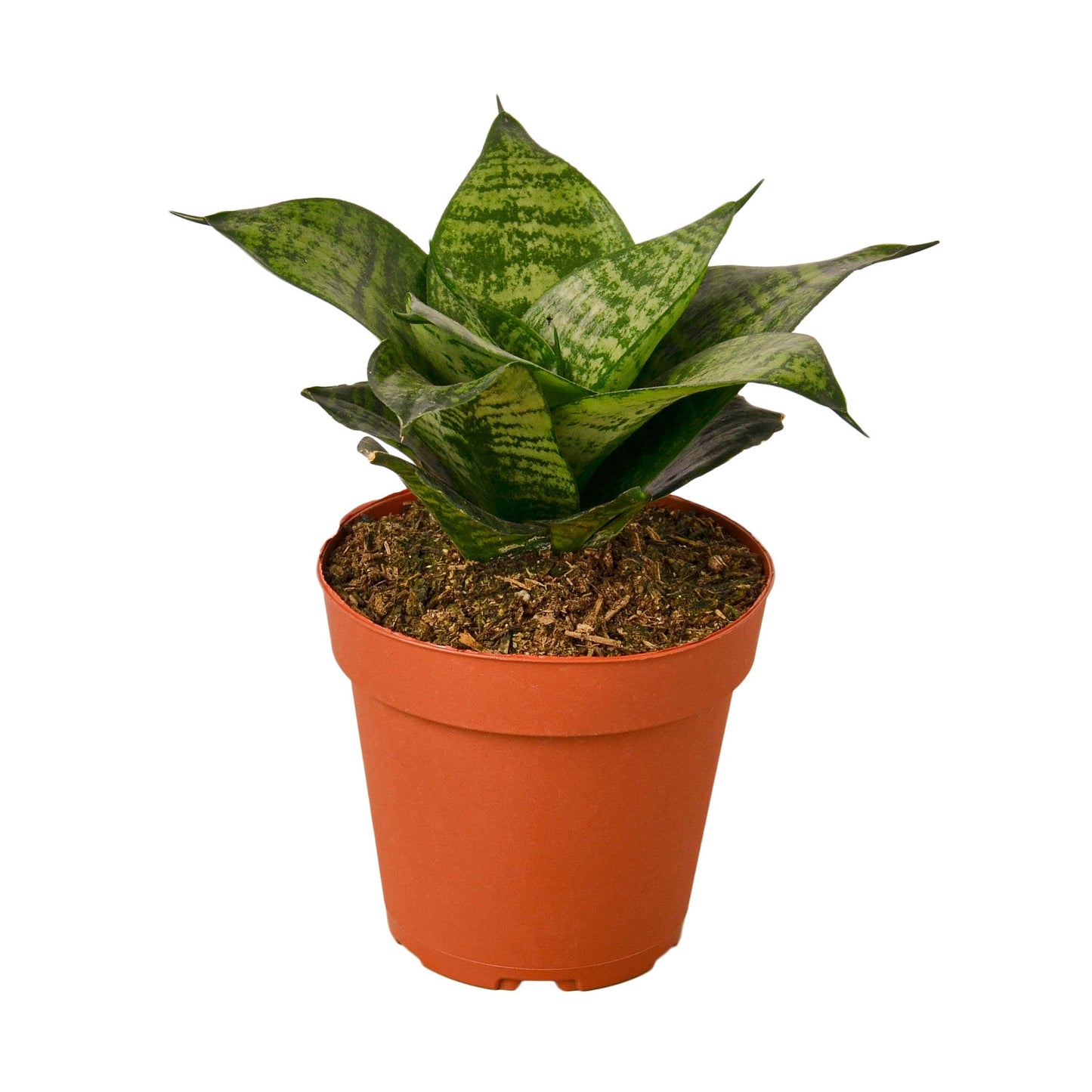 Snake Plant Black Robusta | Cactus Clint