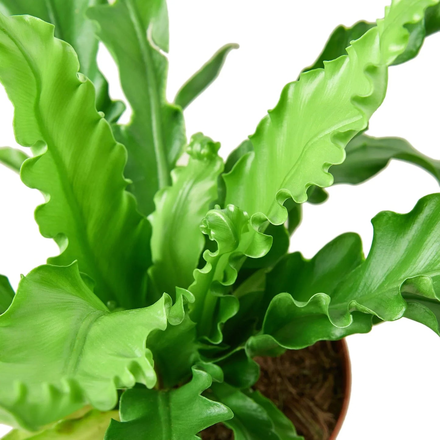 Bird’s Nest 'Victoria' Fern | Cactus Clint