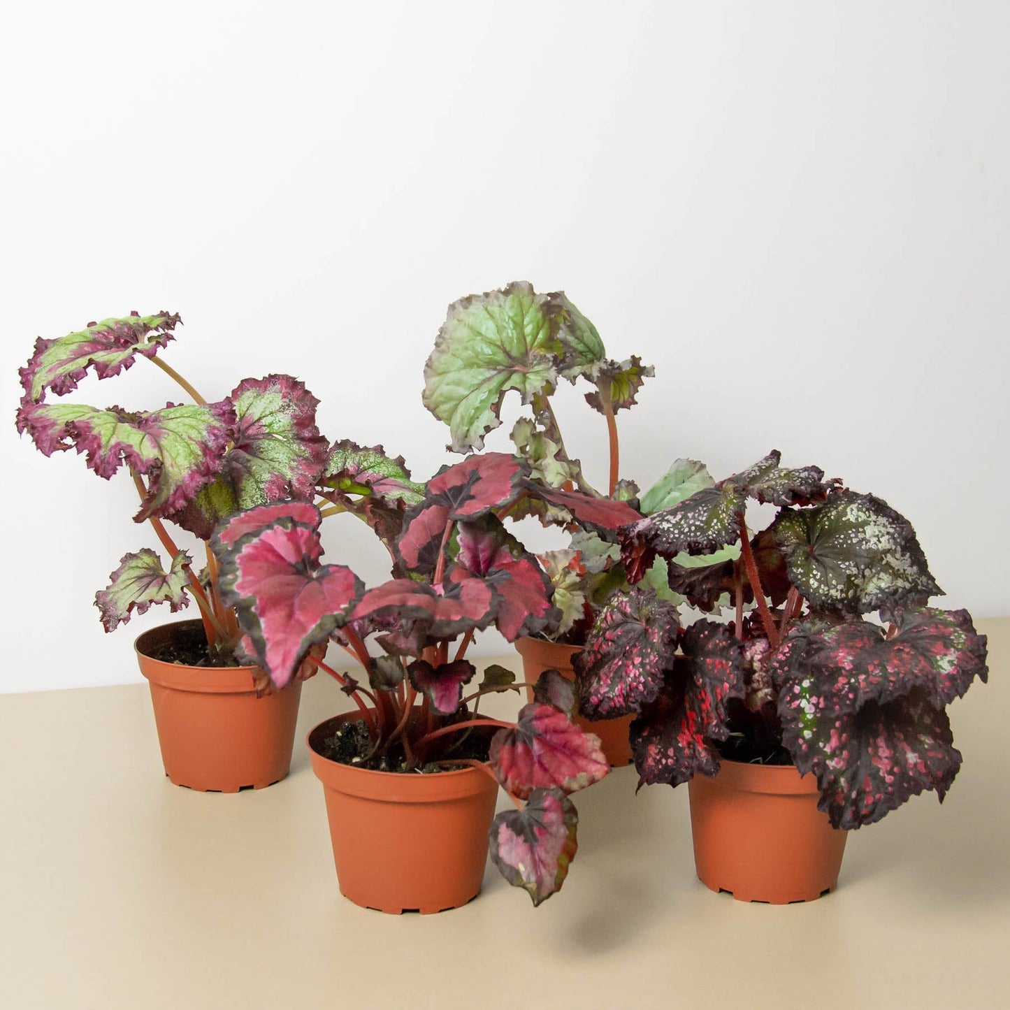 Begonia 'Rex' - 4 Pack Variety | Cactus Clint