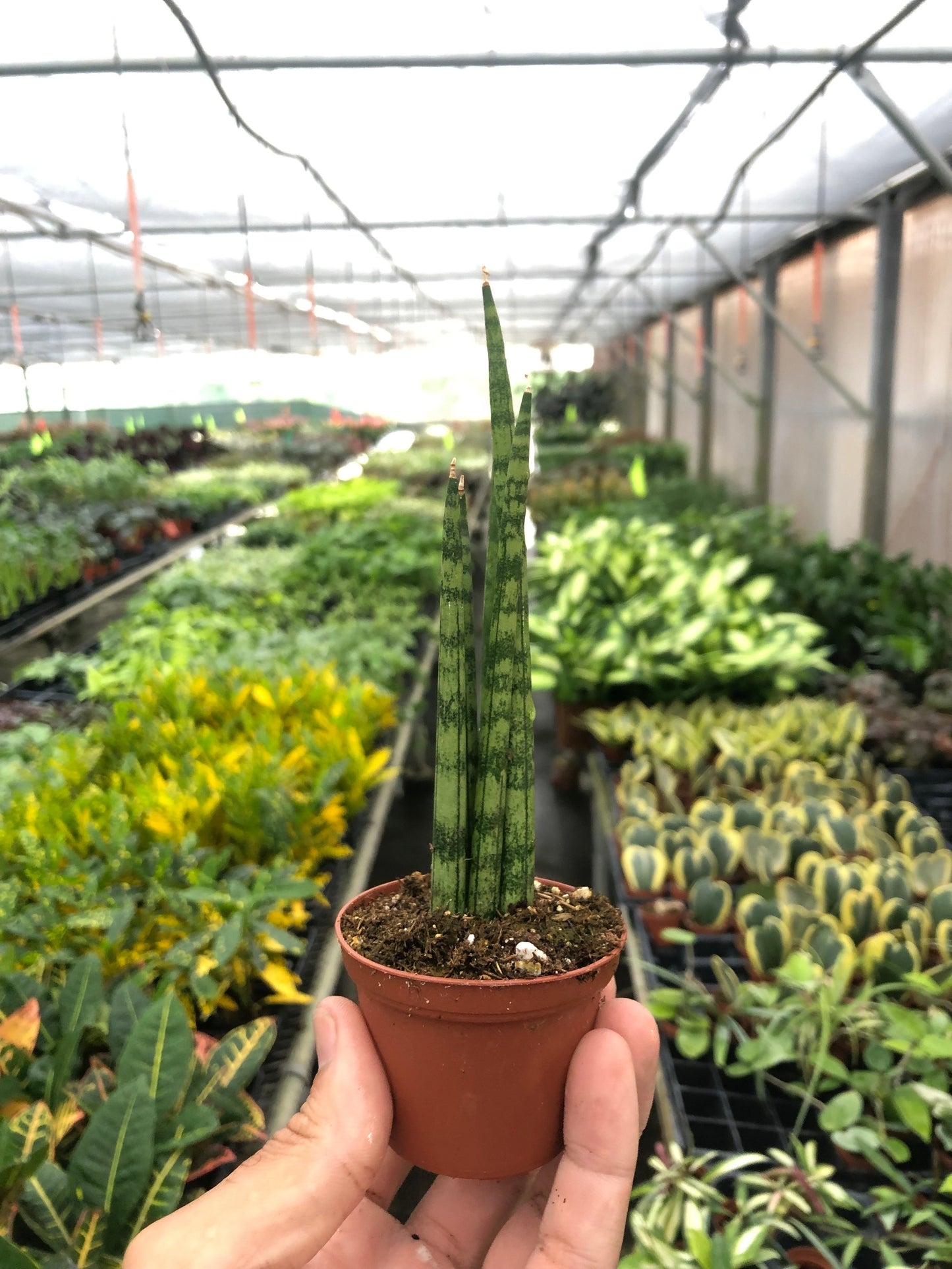 Snake Plant Cylindrica | Cactus Clint