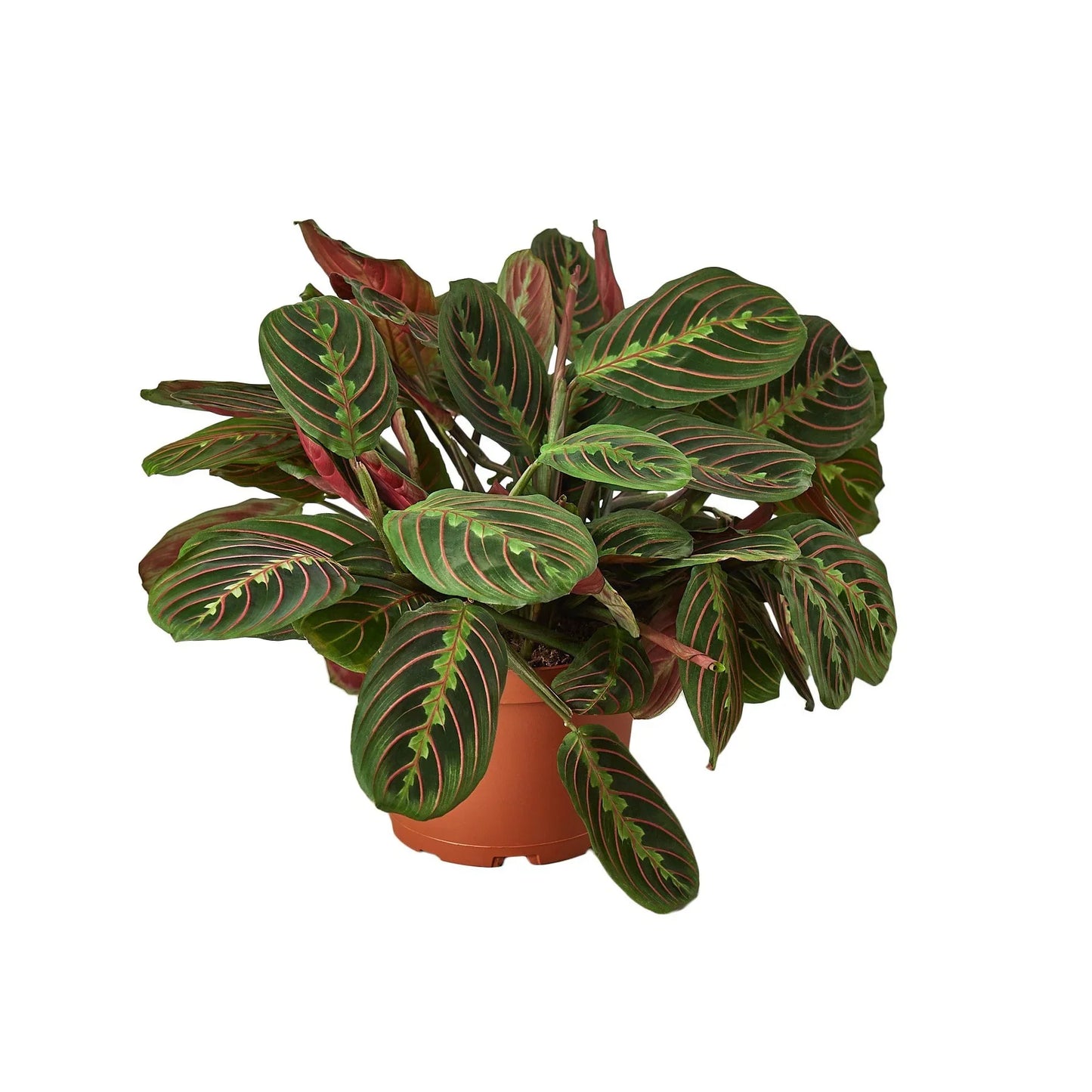 Maranta Red Prayer | Cactus Clint