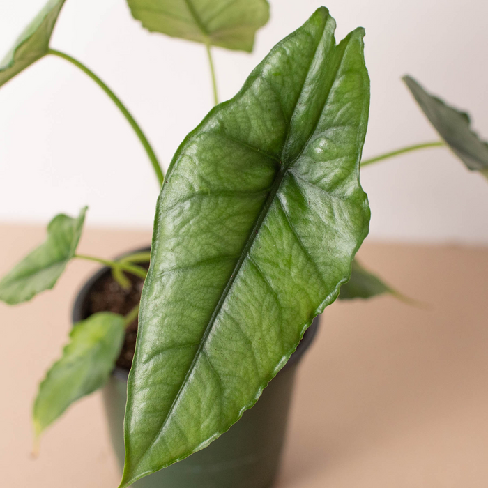 Alocasia 'Dragons Breath' | Cactus Clint