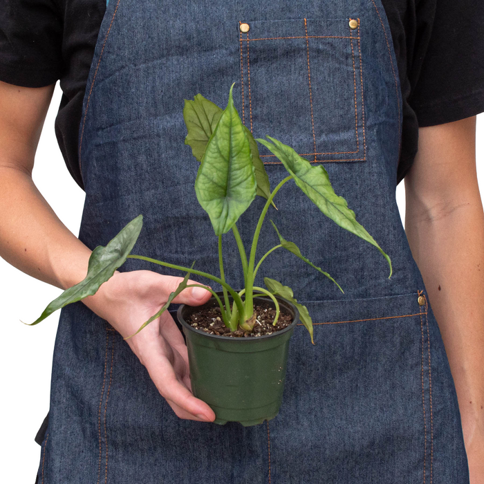 Alocasia 'Dragons Breath' | Cactus Clint