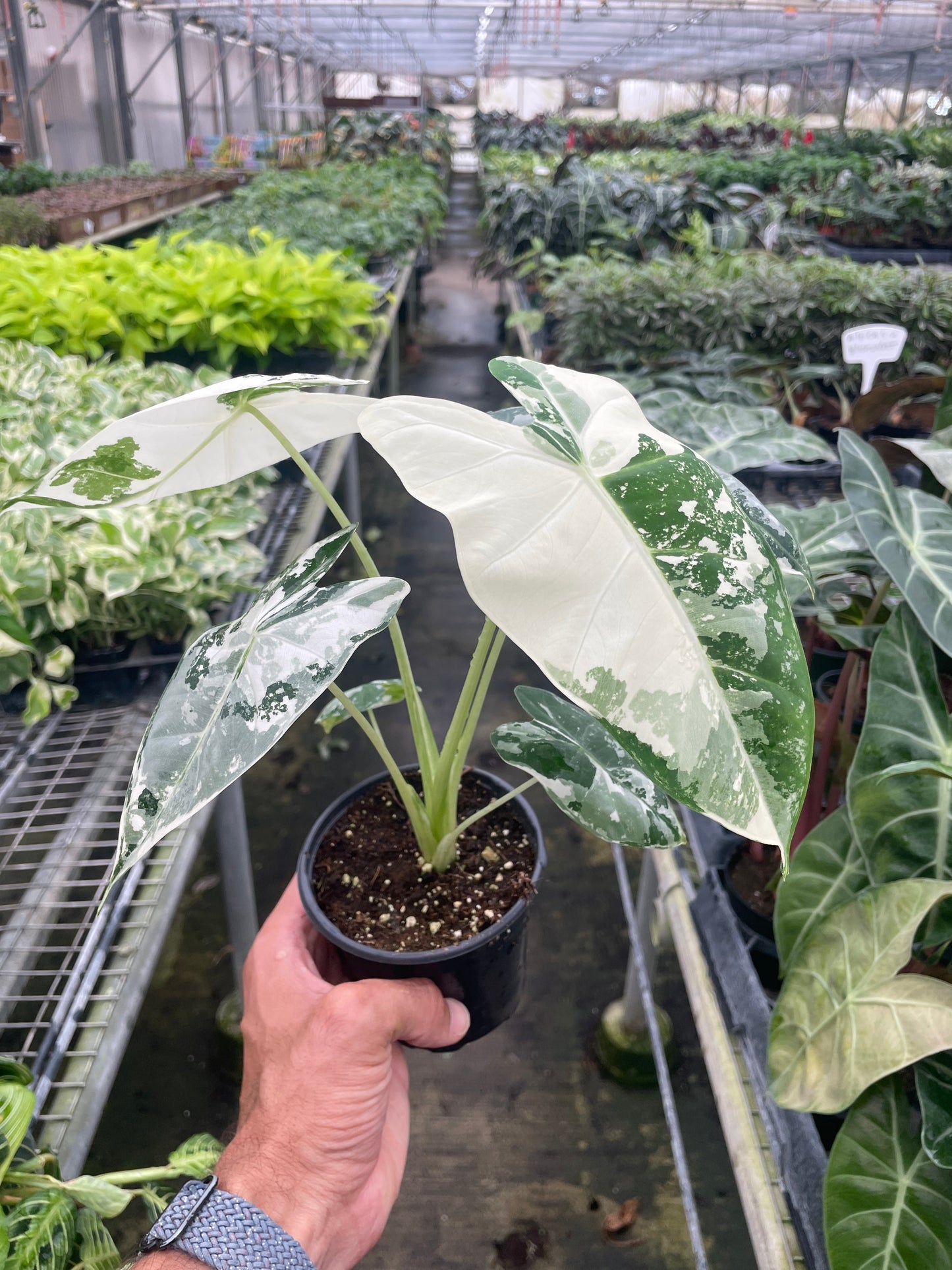 Alocasia Micholitziana 'Frydek' Variegated - 4" Pot | Cactus Clint