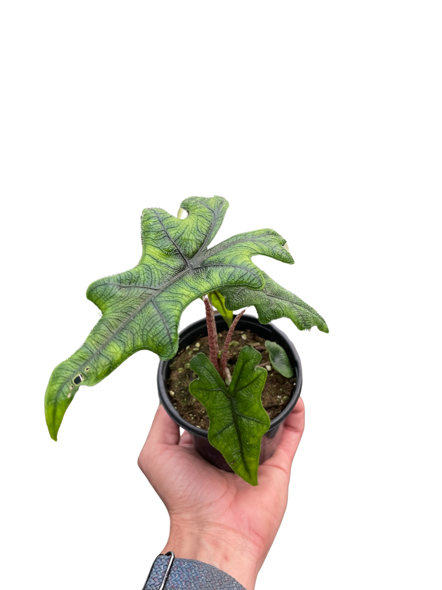 Alocasia 'Jacklyn' | Cactus Clint