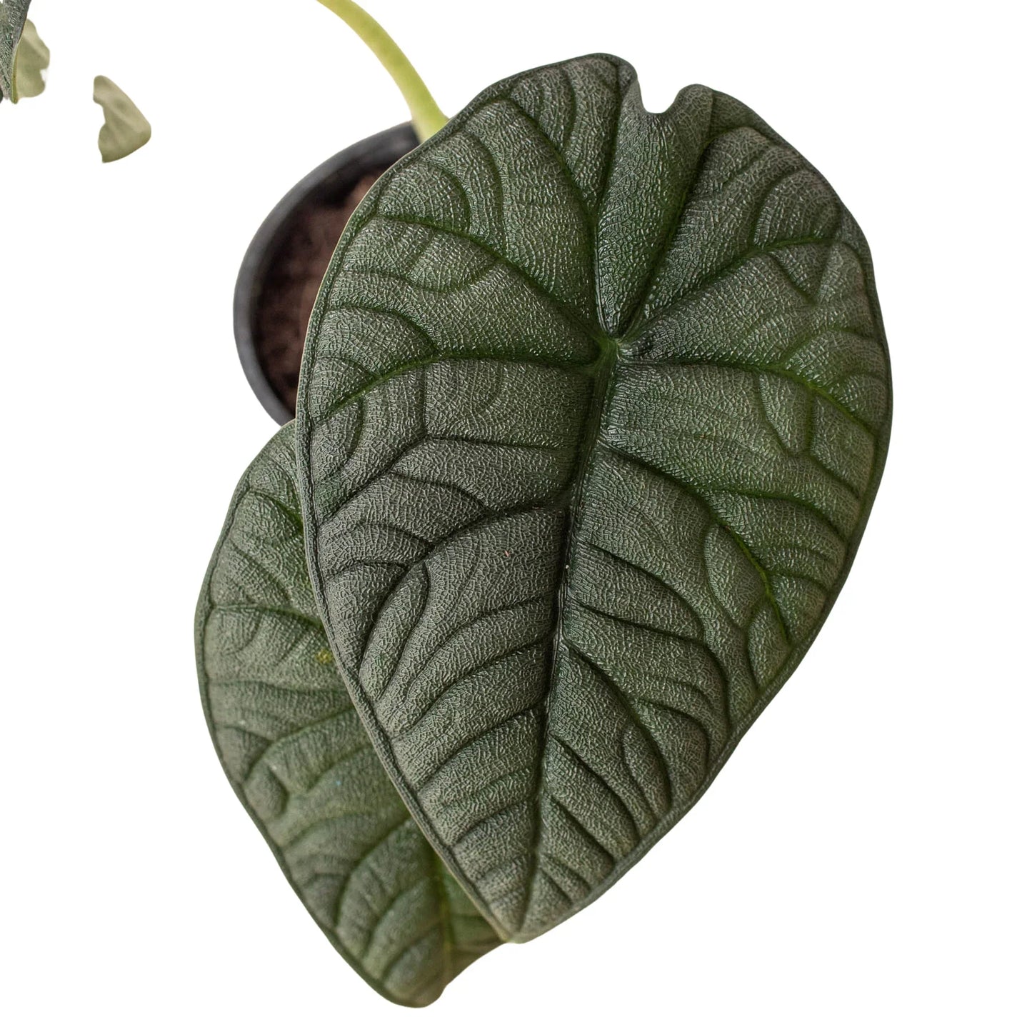 Alocasia 'Melo' | Cactus Clint