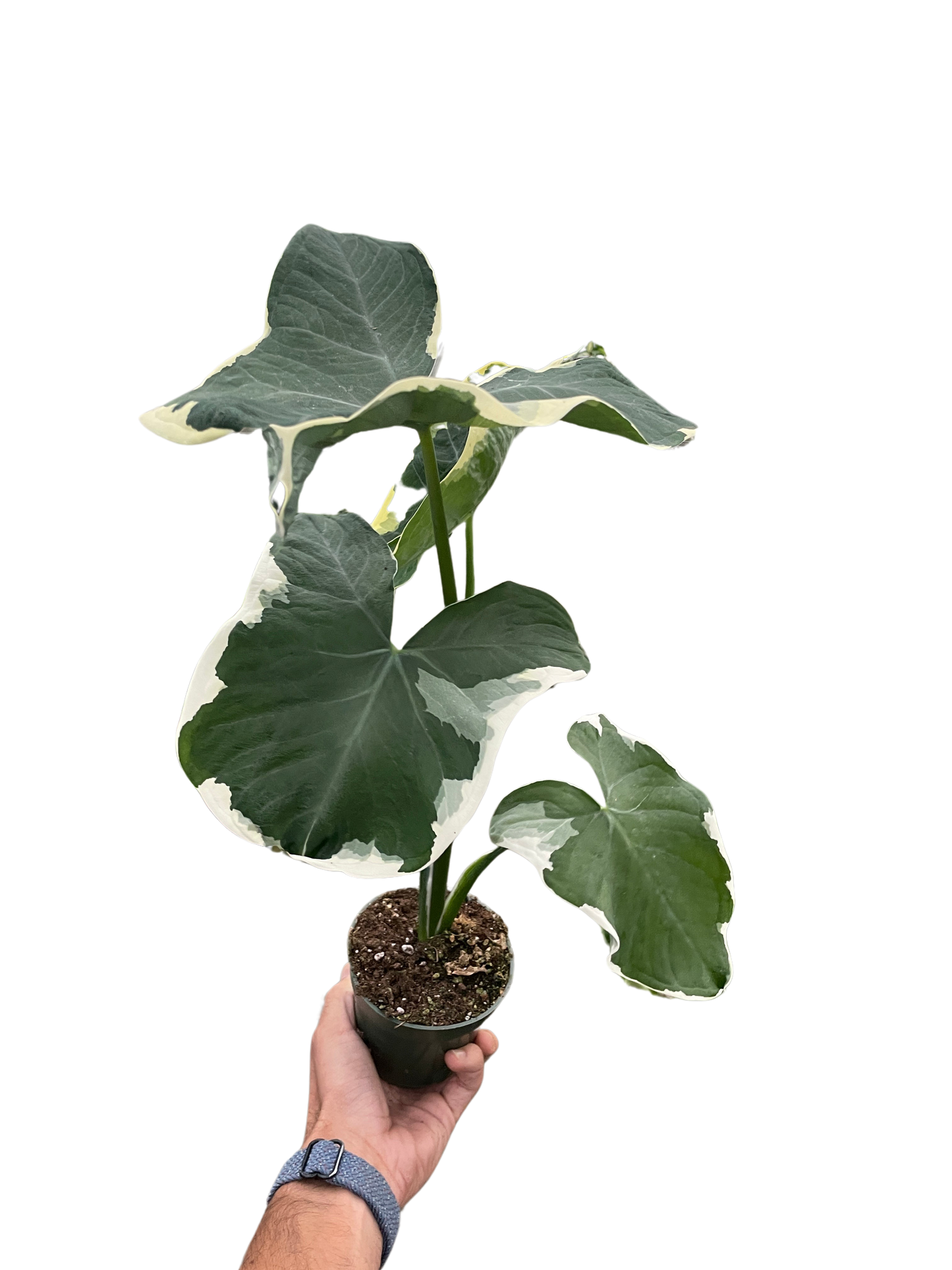 Alocasia 'Mickey Mouse' (Xanthosoma sagittifolium 'Variegatum Monstrosum') | Cactus Clint