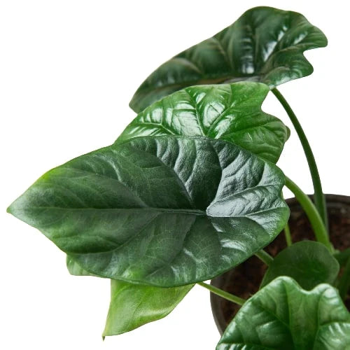 Alocasia 'Mirror Face' - 4" Pot | Cactus Clint