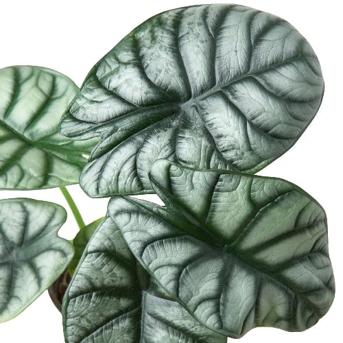 Alocasia Silver Dragon | Cactus Clint
