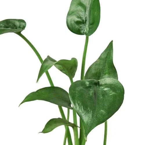 Alocasia 'Tiny Dancer' - 4" Pot | Cactus Clint