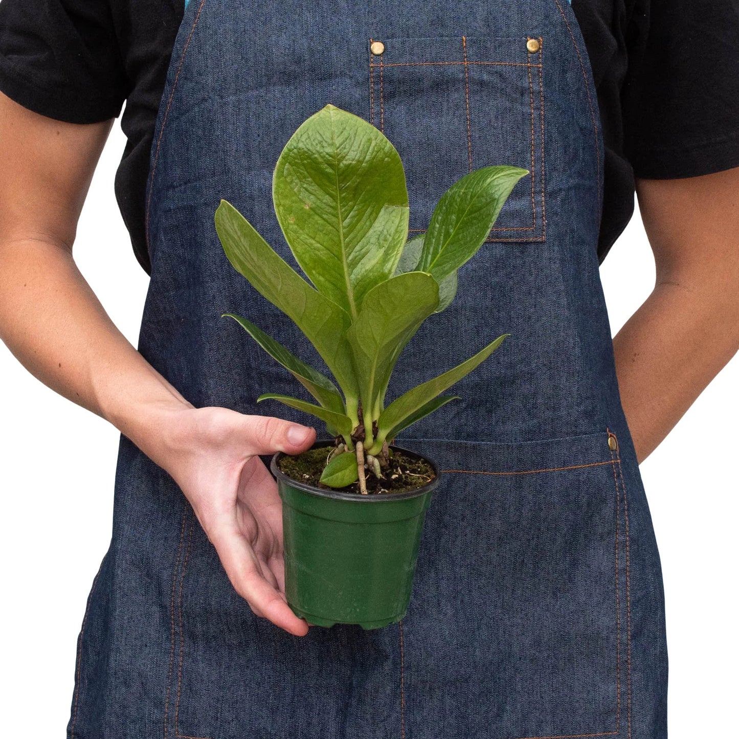 Anthurium 'Cobra' | Cactus Clint