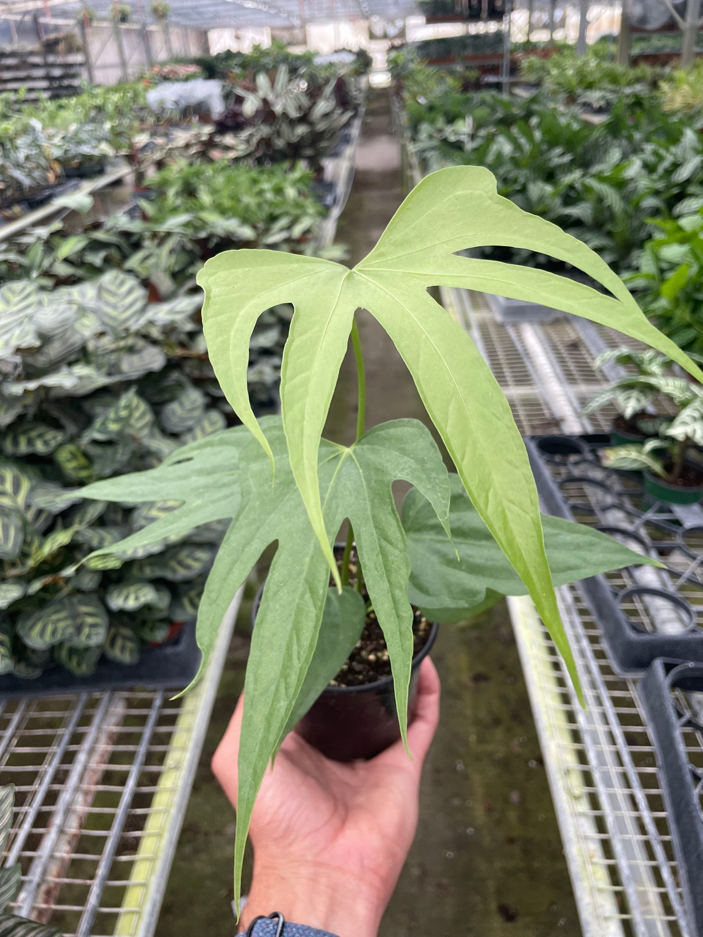 Anthurium Fingers | Cactus Clint
