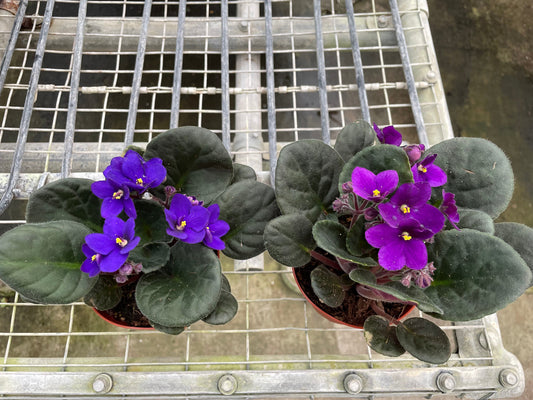 African Violet | Cactus Clint