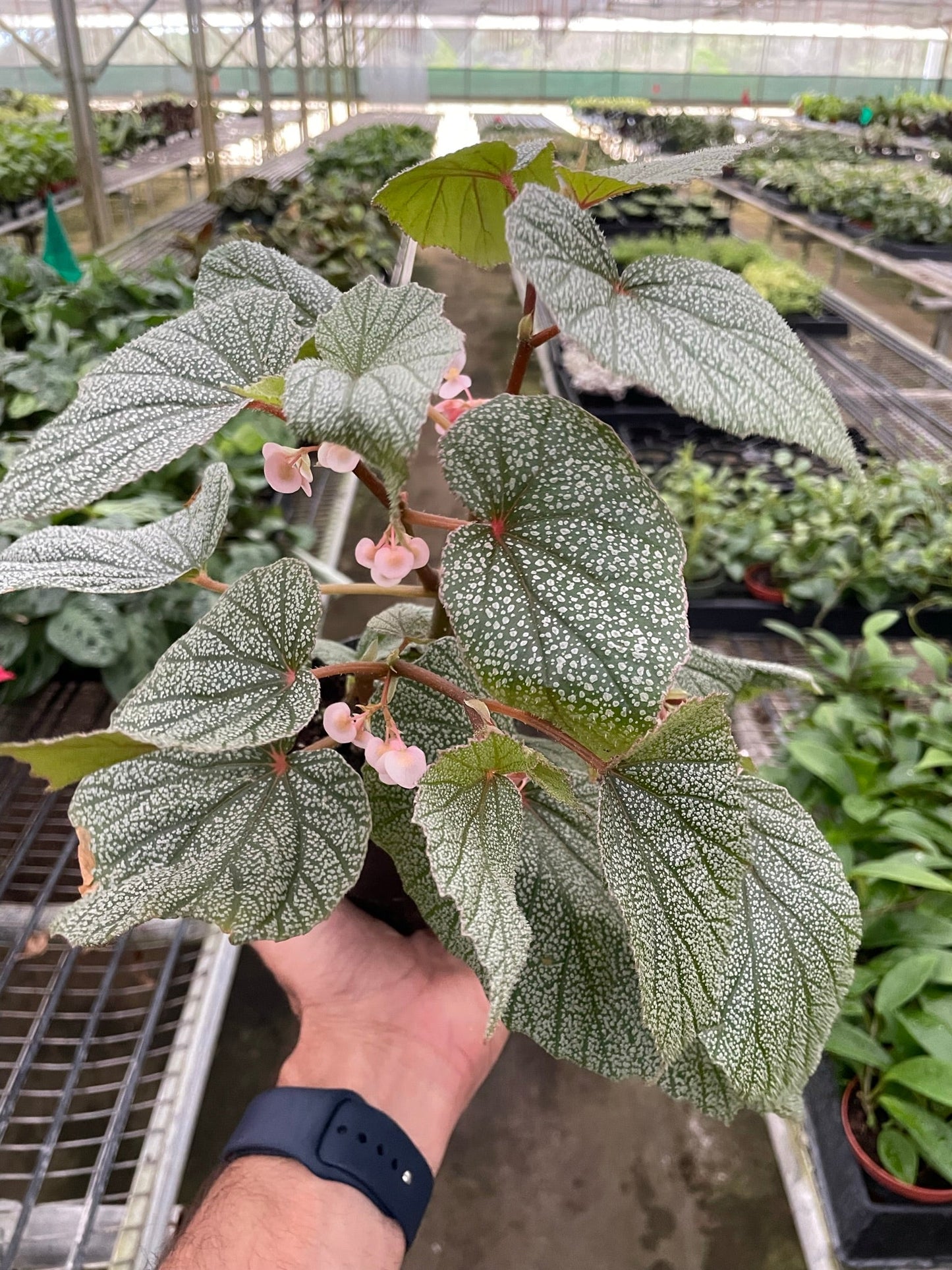 Begonia 'Frosty' | Cactus Clint