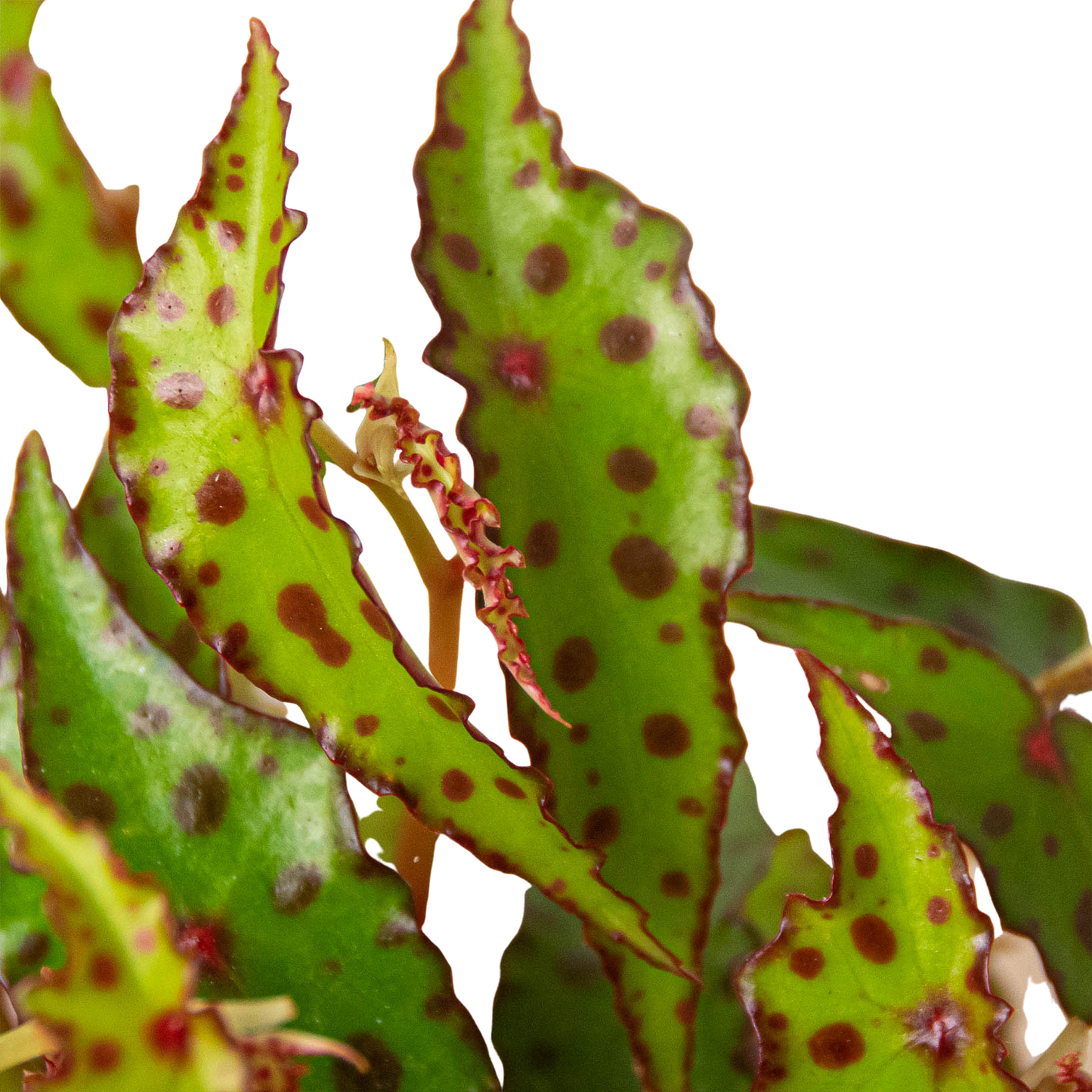 Begonia 'Pink Spotted' | Cactus Clint