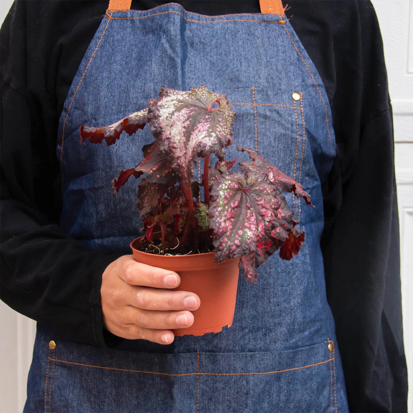 Begonia 'Rex' - 4 Pack Variety | Cactus Clint