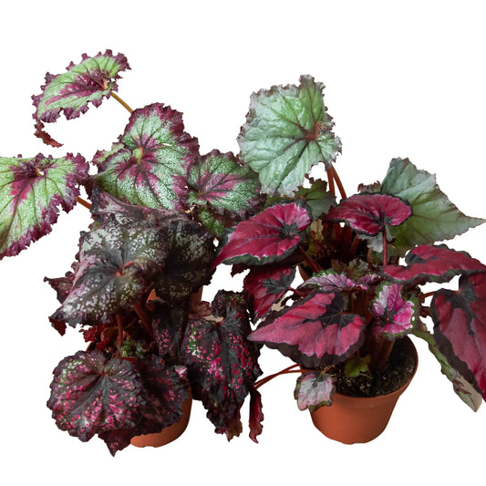 Begonia 'Rex' - 4 Pack Variety | Cactus Clint