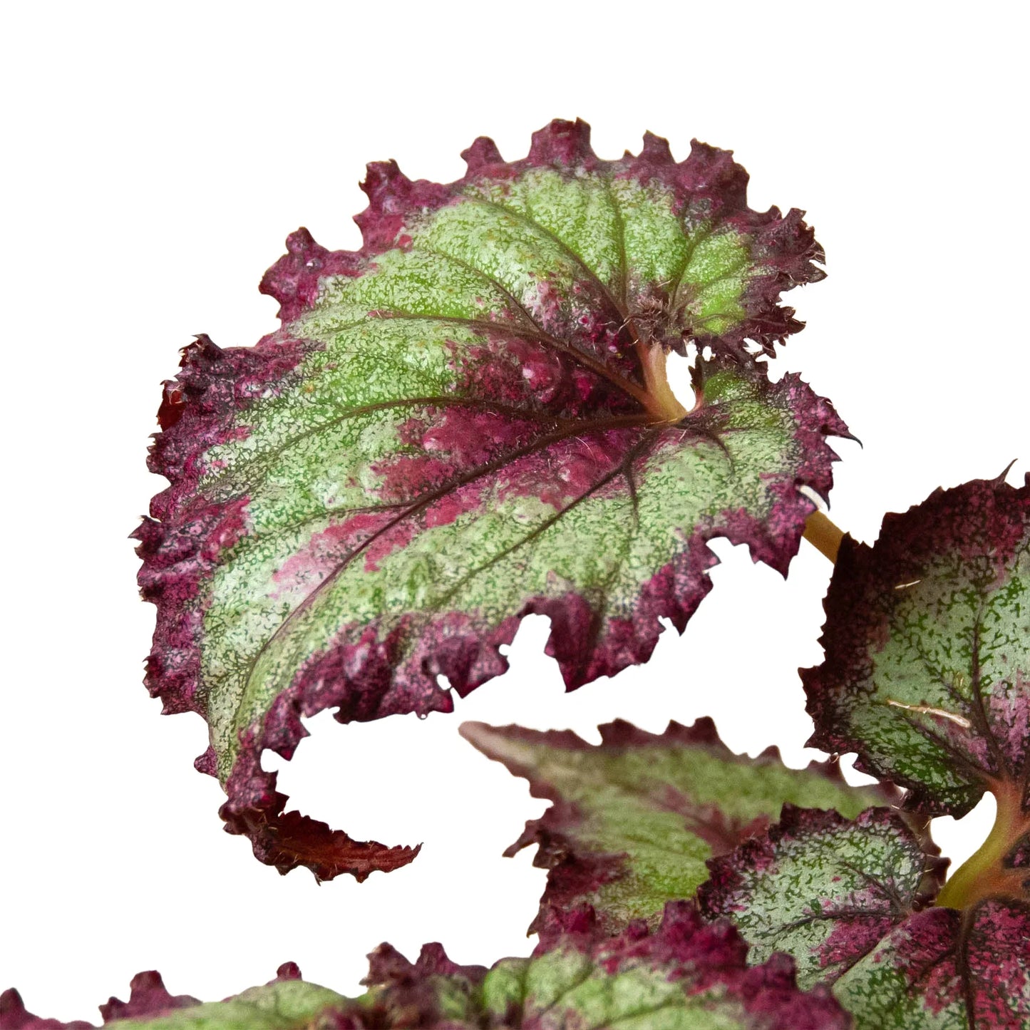 Begonia 'Rex' - 4 Pack Variety | Cactus Clint