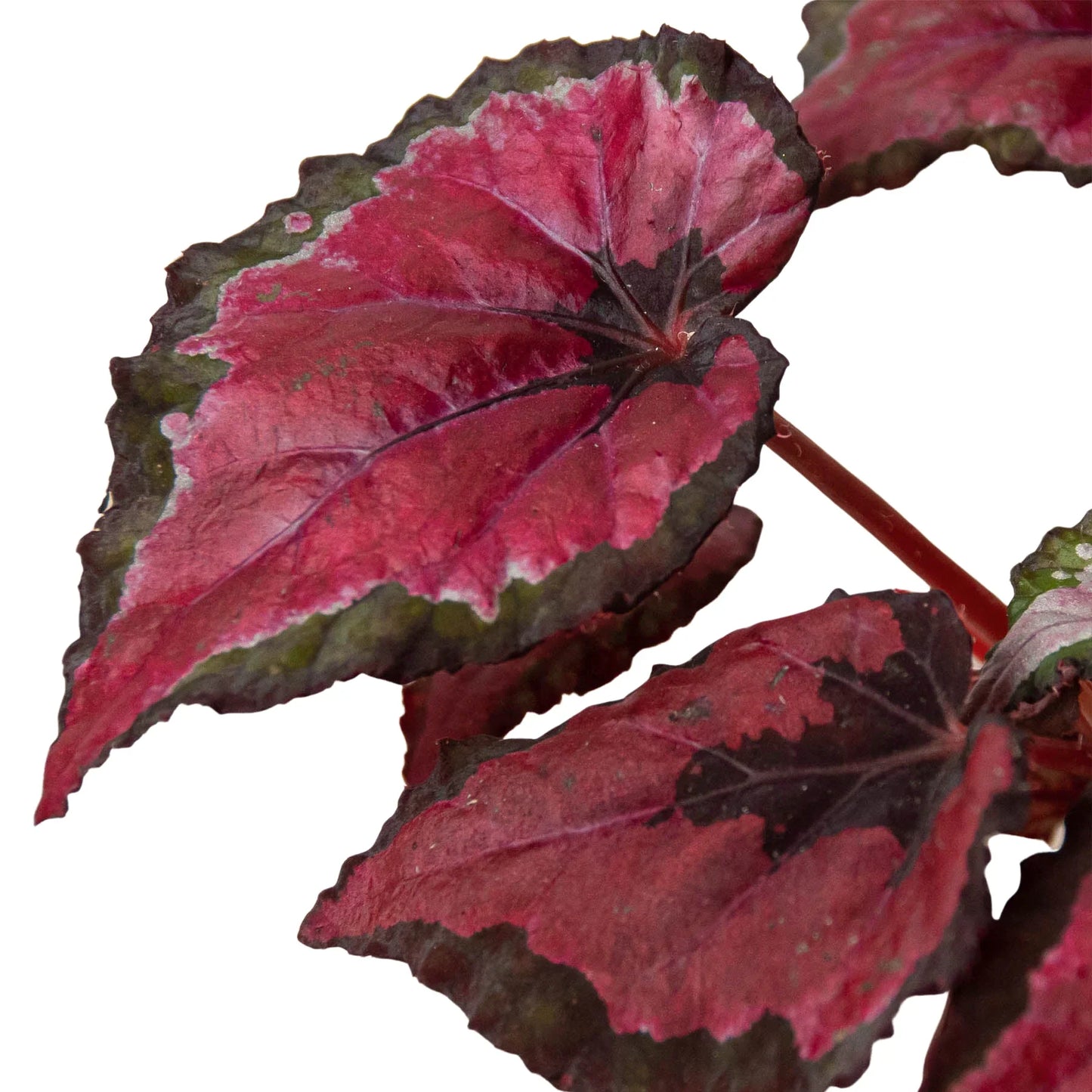 Begonia 'Rex' - 4 Pack Variety | Cactus Clint