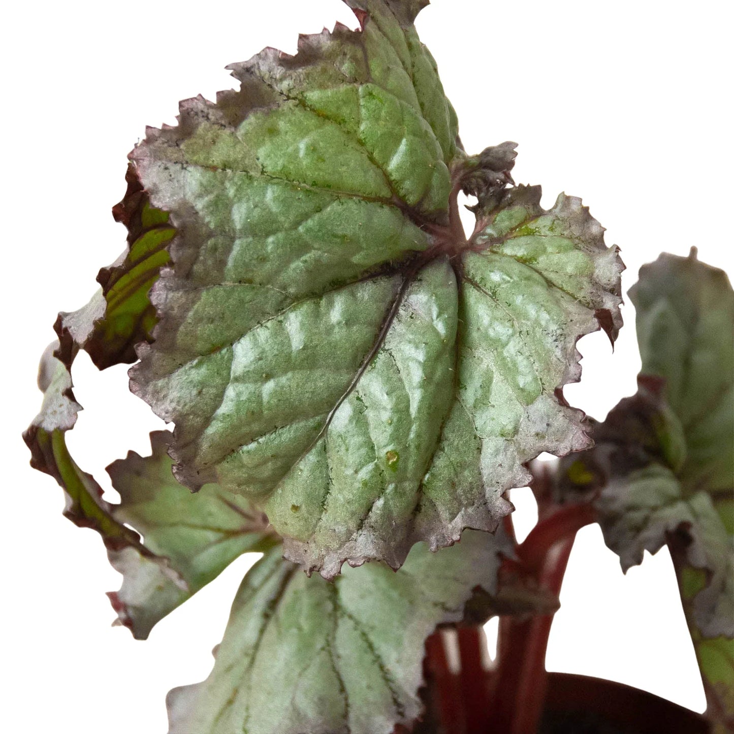 Begonia 'Rex' - 4 Pack Variety | Cactus Clint