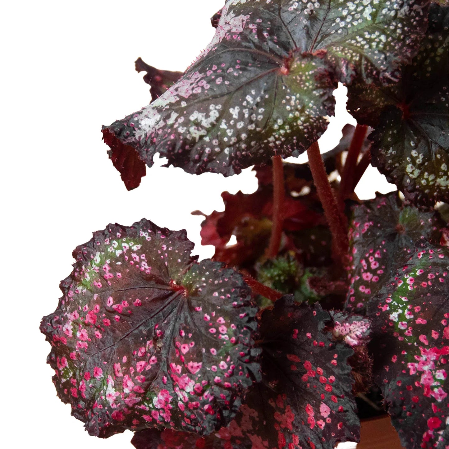 Begonia 'Rex' - 4 Pack Variety | Cactus Clint
