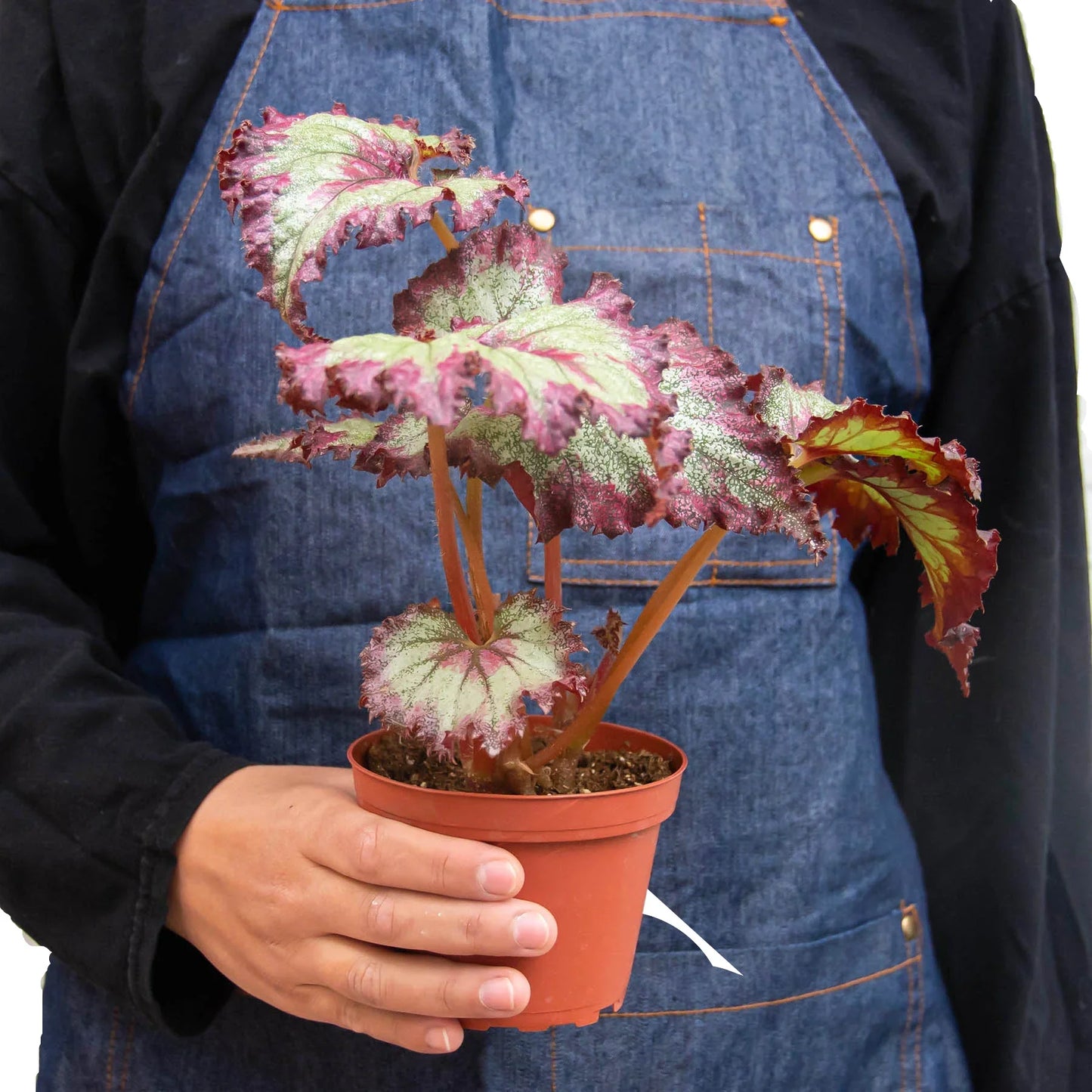 Begonia 'Rex' - 4 Pack Variety | Cactus Clint