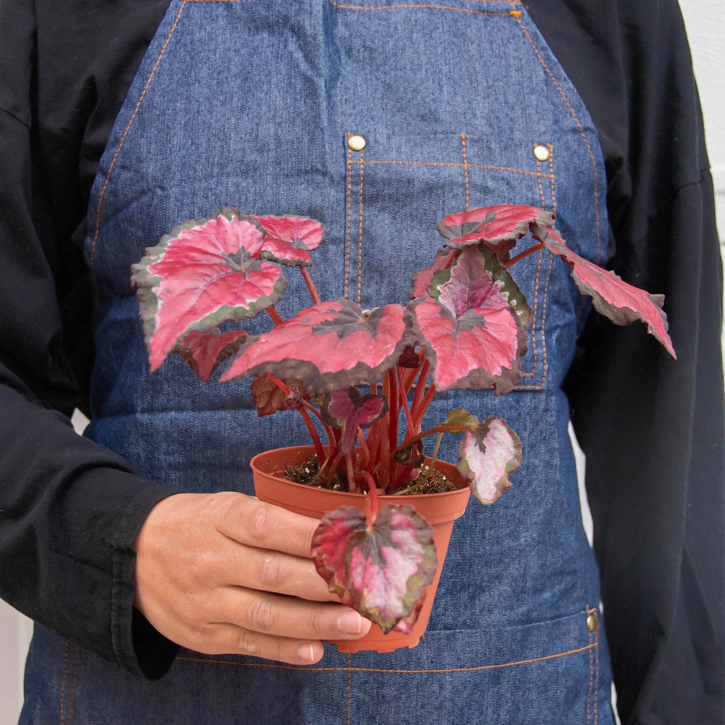 Begonia 'Rex' - 4 Pack Variety | Cactus Clint