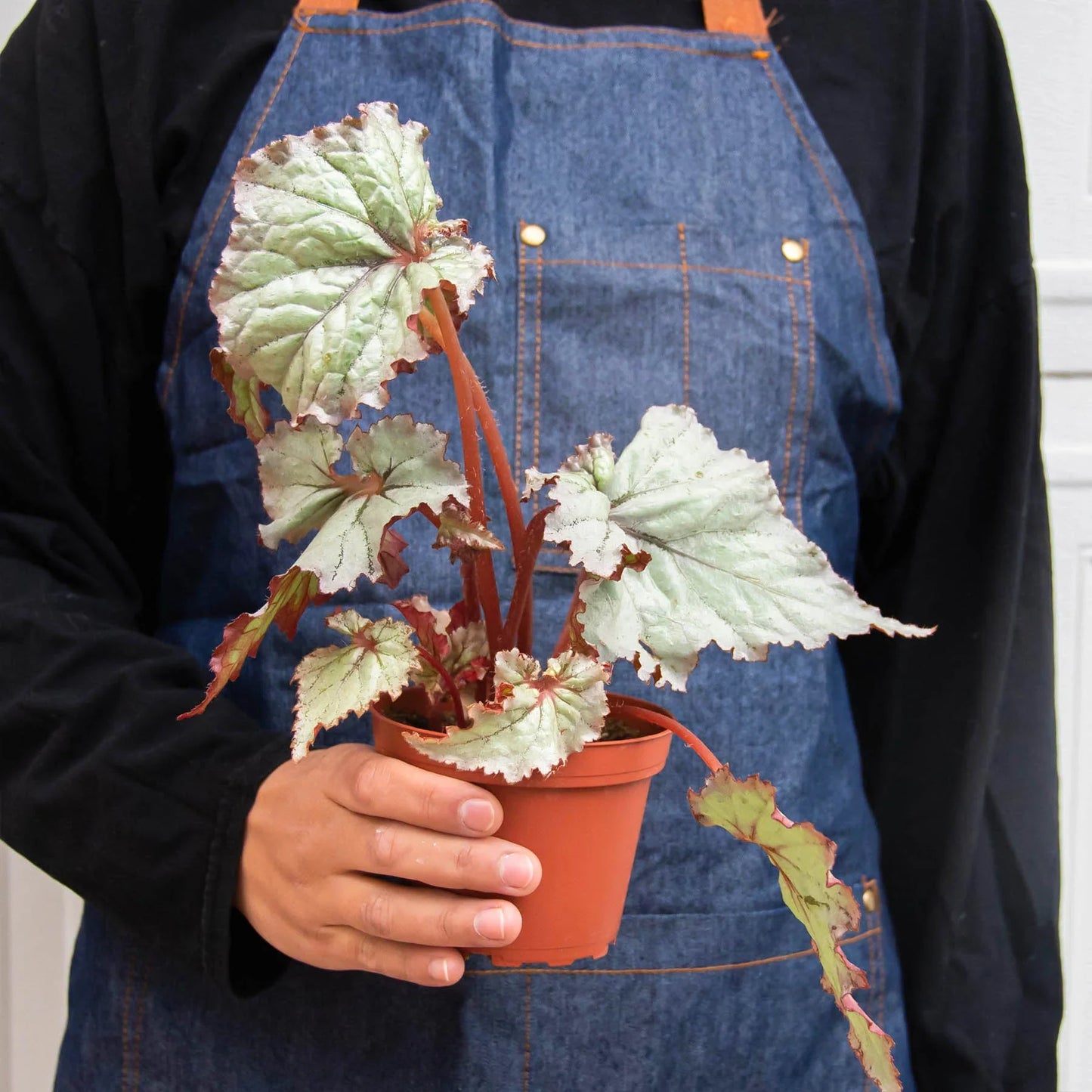 Begonia 'Rex' - 4 Pack Variety | Cactus Clint