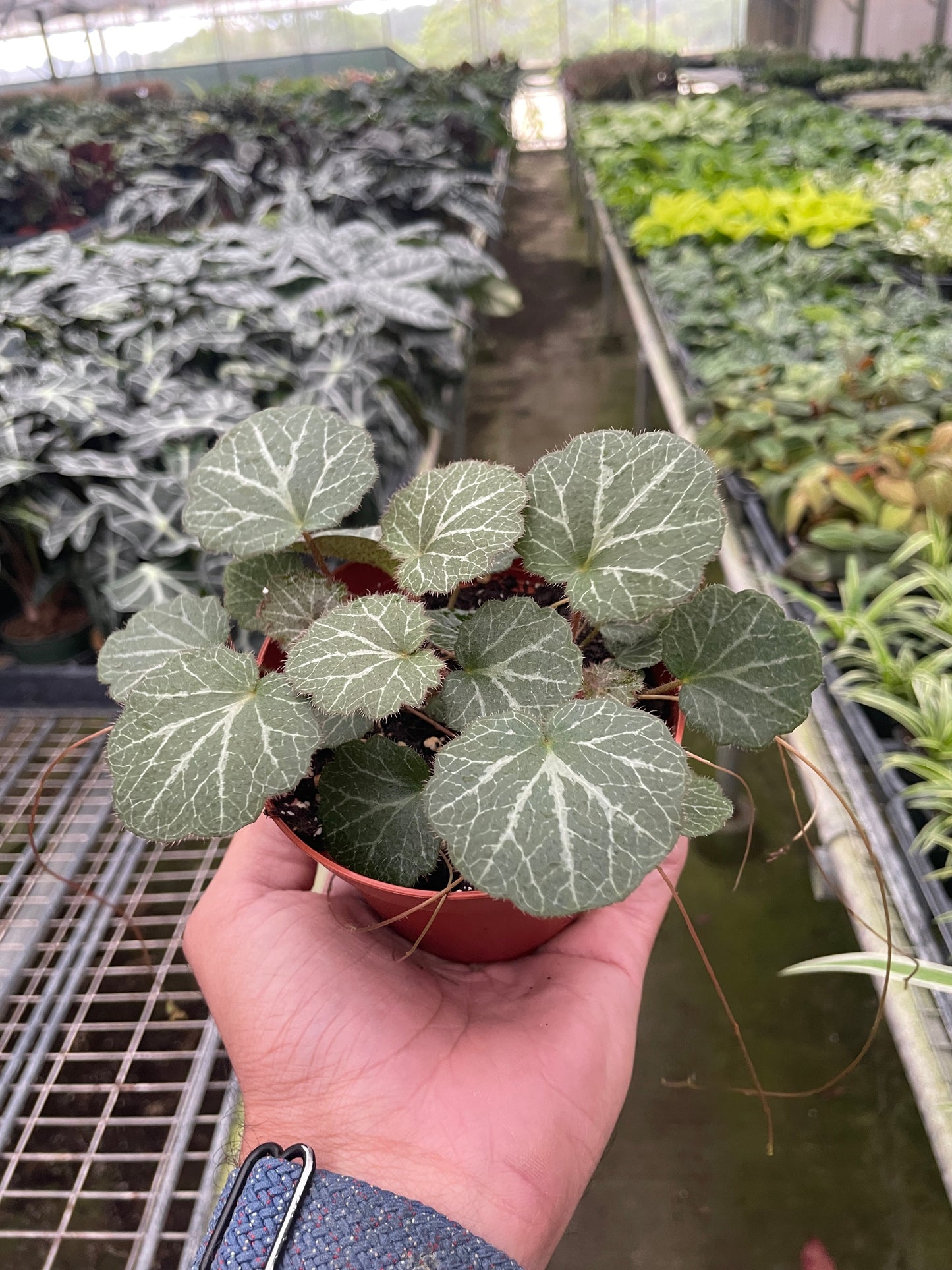 Begonia 'Strawberry' | Cactus Clint